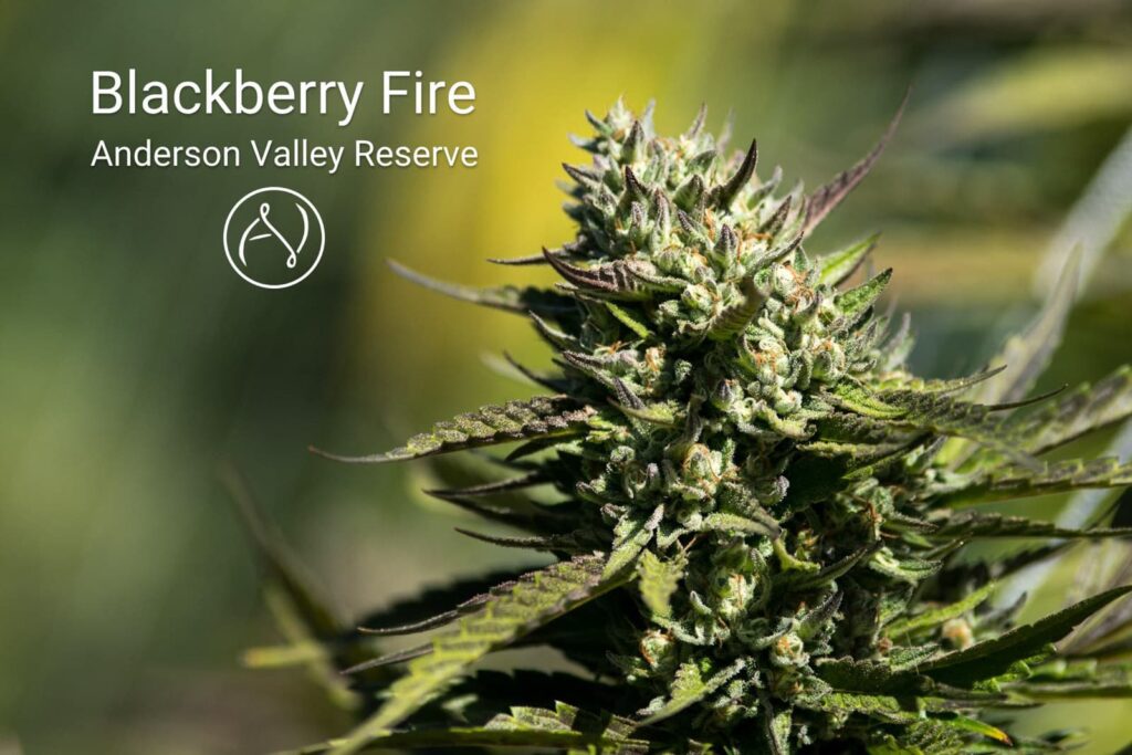 Blackberry Fire from Anderson Valley Reserve - flower available at Sol de Mendocino dispensary.