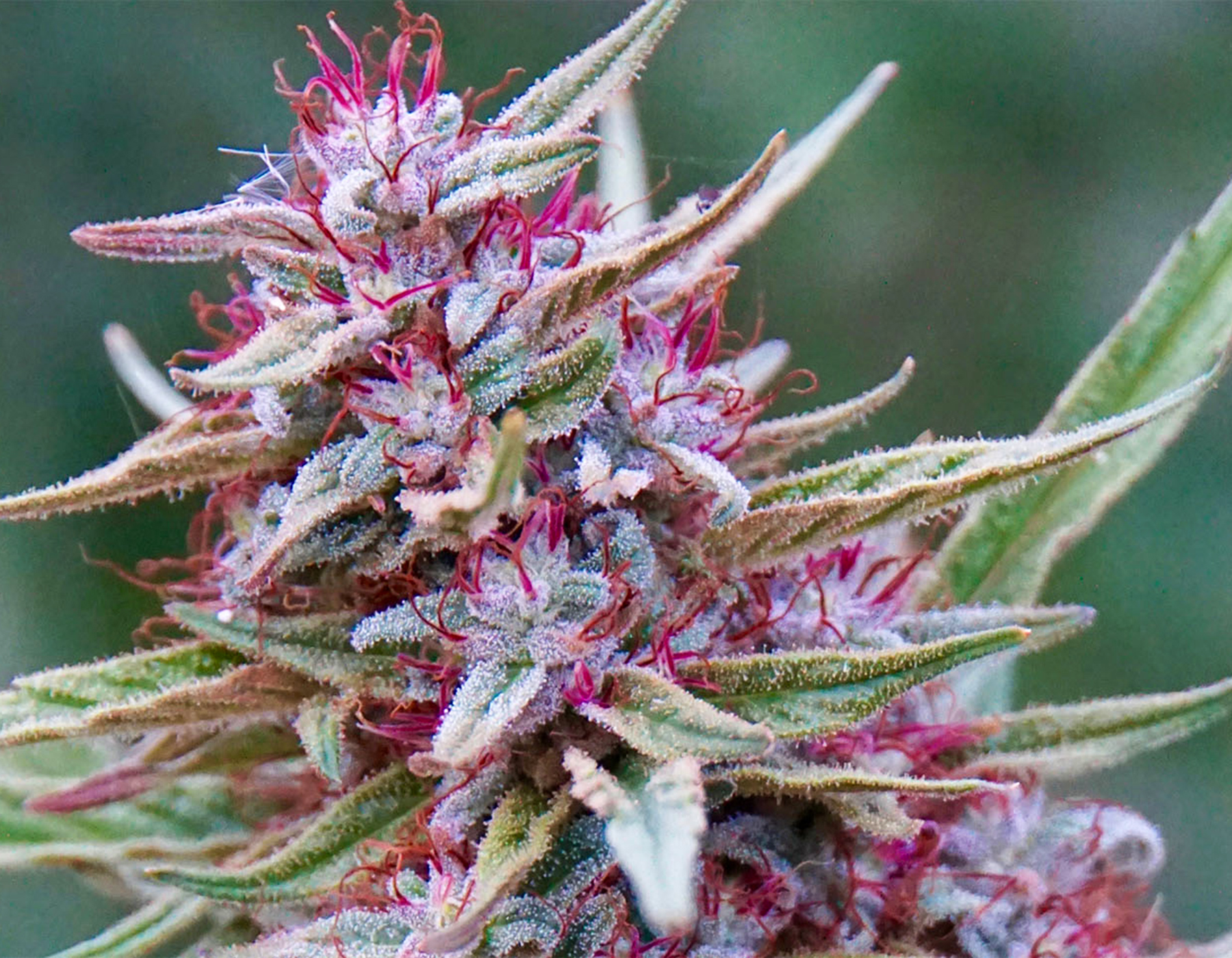 A cannabis flower of Pink Boost Goddess with bright pink hairs and frosty crystals. Grown by Emerald Spirit Botanicals.