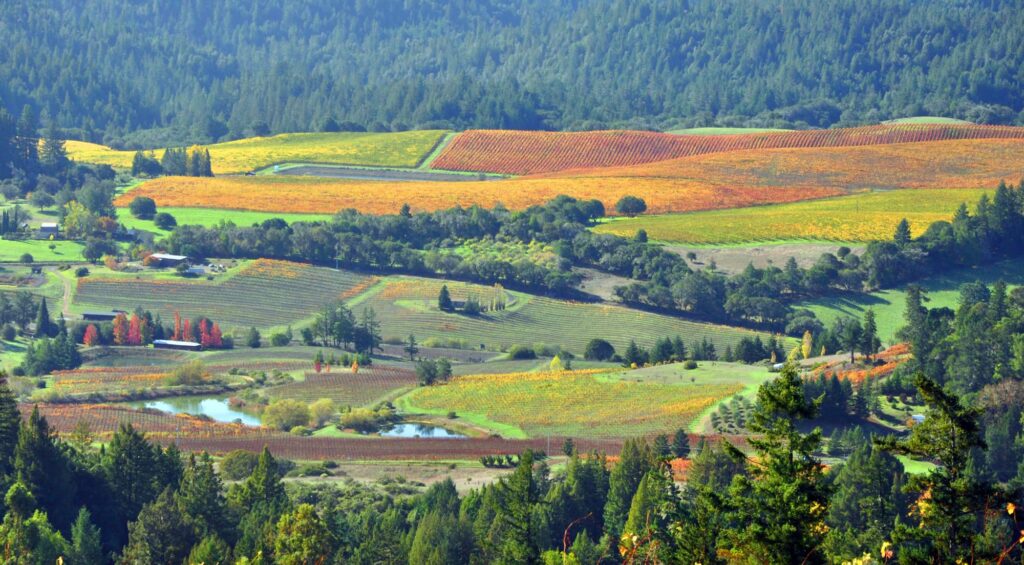 A beautiful patchwork of blooming color fills the floor of Anderson Valley, bordered by lush trees.
